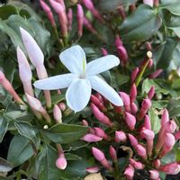 ハゴロモジャスミン,庭の画像