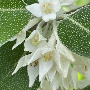 アキグミ,花壇,ガーデニング,山野草,果樹の画像