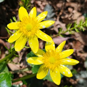 季節の花,花のある暮らし,緑のある暮らし,週末ガーデナー,観葉植物のある暮らしの画像