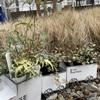 ハゴロモジャスミン,斑入りワイヤープランツ,小さなお庭,植替え待ちの画像