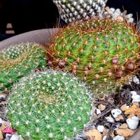 サボテン,たま　サボテンの画像