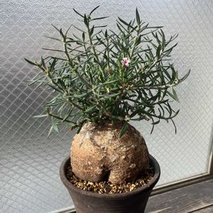 パキポディウム ビスピノーサム,多肉植物,塊根植物,開花,ベランダーの画像