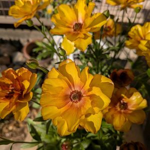 寄植え,ハンギング,月曜日はビタミンカラー,玄関アプローチ,庭の画像