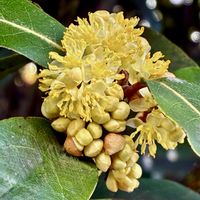 月桂樹,月桂樹,ハーブ,散歩道,山野草の画像