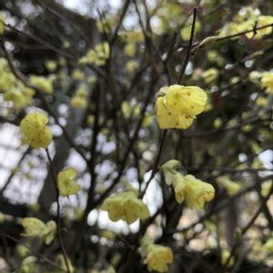 ヒュウガミズキ,ガーデニング,庭木,花木,花のある暮らしの画像