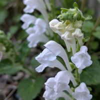 カサブランカ,カサブランカ 白,タツナミソウ 白,タツナミソウ 白,タツナミソウ 白の画像