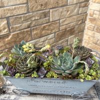 セダム,花うらら,花うらら,星の王子,プリドニスの画像