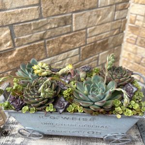 セダム,花うらら,花うらら,星の王子,プリドニスの画像