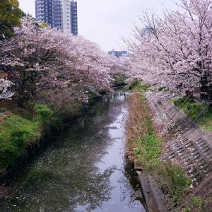 サクラ,サクラ,サクラ,サクラ,癒しの画像