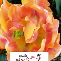 チューリップ,秋植え球根,変わり咲き,ビタミンカラー,プランター栽培の画像