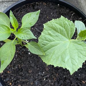 キュウリ,ネギ,シシトウ,一翠太の画像