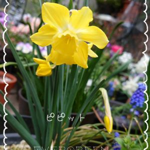 水仙テタテート,水仙,水仙 ジョンキル,水仙 ピピット,ベロニカオックスフォードブルーの画像