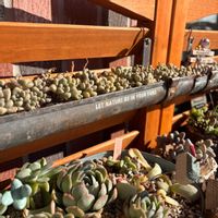 多肉,だるま秀麗,だるま姫秀麗,多肉植物,ベランダガーデンの画像