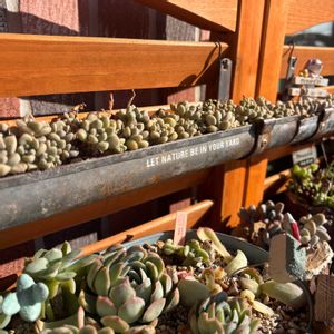 多肉,だるま秀麗,だるま姫秀麗,多肉植物,ベランダガーデンの画像