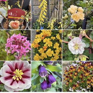 オダマキ,モッコウバラ,モッコウバラ,ピメレア ’ フォーシーズンズ ',ピメレア ’ フォーシーズンズ 'の画像