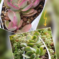 ゴールデンブリッジ,多肉植物,庭の画像