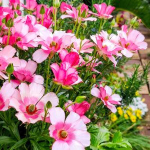 ラナンキュラスラックス,鉢植え,季節の花,花のある暮らし,緑のある暮らしの画像