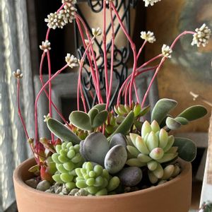 多肉寄せ植え,玄関内側の画像