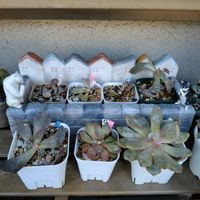 多肉いろいろ,多肉植物,シロクマの日,斑入り見つけ隊♪,☆思い切って胴切り☆の画像
