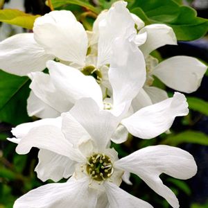 観葉植物,はなはな,花のある暮らし,花の写真,花のある生活の画像