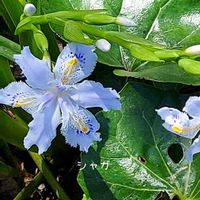 シャガ,花のある暮らし,森林公園,植物大好き,人に優しくの画像