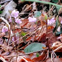 雪割草,雪割草,山野草,山歩,2026百花魁の画像