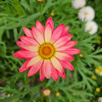 マーガレットシンプリーコーラル,鉢植え,明るい日陰,プランター,ガーデニング初心者の画像