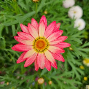 マーガレットシンプリーコーラル,鉢植え,明るい日陰,プランター,ガーデニング初心者の画像