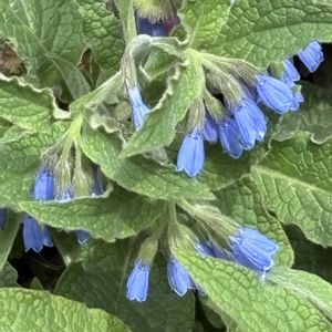 コンフリー,ナチュラルガーデン,お庭の花たち,宿根草の庭,花と暮らすの画像