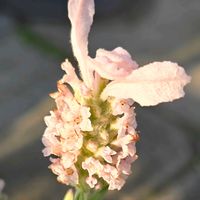 フレンチラベンダー,フレンチラベンダー,鉢植え,屋上ガーデン,自宅屋上の画像