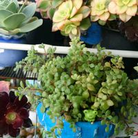 多肉植物,観葉植物,花,6日はカエルの日,カエル仲間の画像