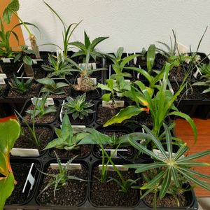 観葉植物,実生,多肉のある暮らし,観葉植物を楽しむ,観葉植物のある暮らしの画像