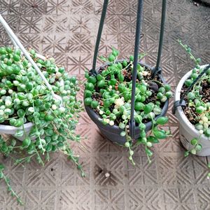 グリーンネックレス,斑入りグリーンネックレス,多肉植物,観葉植物,多肉植物とサボテンの画像