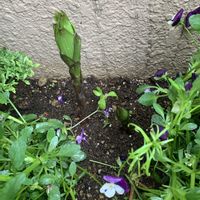 カサブランカ,球根植物,可愛い,マイガーデン,和むの画像