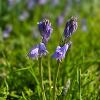 シラー,ベニバナ,インゲン豆の画像