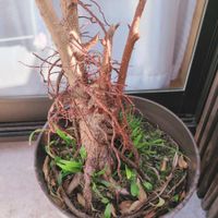 ガジュマル,シークヮーサー,ガチャガチャ,ベランダ南国化計画,種からシリーズの画像