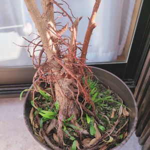 ガジュマル,シークヮーサー,ガチャガチャ,ベランダ南国化計画,種からシリーズの画像