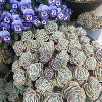 ローズマリー,ビオラ,白ボタン,宿根草,フェロロボスの画像