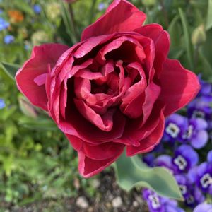 チューリップ,原種チューリップ,赤い花,鉢植え,球根植物の画像