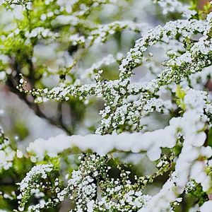 ユキヤナギ,花言葉,山野草,花のある暮らし,春の庭の画像