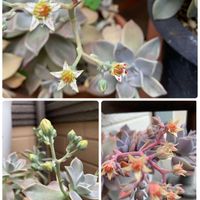 多肉植物,マイガーデン,和む,花のある暮らし,やさしい気持ちの画像