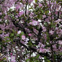 シャクナゲ,シュウカイドウ,チューリップ,ローズマリー,菜の花の画像