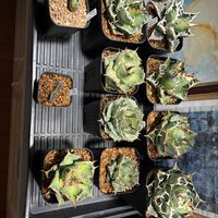 多肉植物,植え替え,リュウゼツラン科,アガベ属,ビザール・プランツの画像