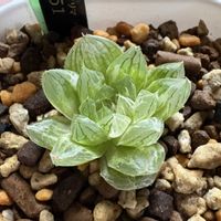 ハオルチア,北海道,多肉成長記録,多肉植物初心者,窓際多肉ちゃんの画像
