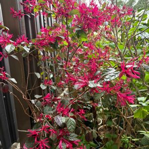 トキワマンサク,赤い花,可愛い,癒し,花のある暮らしの画像