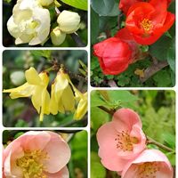 ボケ,レンギョウ,うどん県人会,うどん県西支部,小さな庭の画像