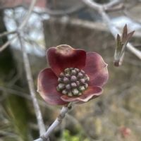 ハナミズキ,ハナミズキ,ミズキ科ミズキ属の画像