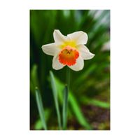 スイセン,ラッパスイセン,フサザキスイセン,クチベニズイセン（口紅水仙）,地植えの画像