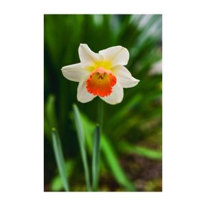 スイセン,ラッパスイセン,フサザキスイセン,クチベニズイセン（口紅水仙）,地植えの画像