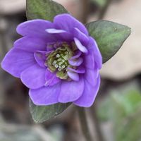 雪割草,山野草,花のある暮らし,繋がりに感謝✨,植物が大好きの画像